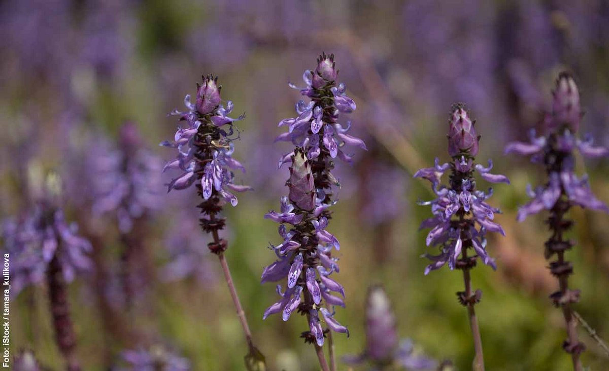 Nahaufnahme der blau-violetten Blüten der Verpiss-dich-Pflanze