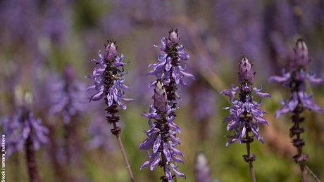 Nahaufnahme der blau-violetten Blüten der Verpiss-dich-Pflanze - Foto: iStock / tamara_kulikova