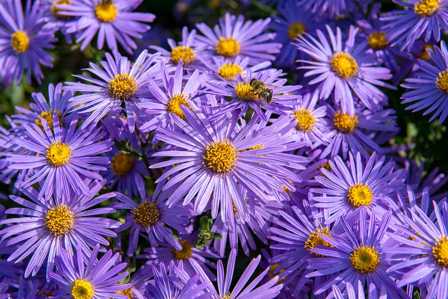 Astern (Aster) Astern (Aster)