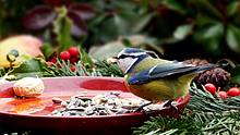 Vogelfutter - Foto: Oldiefan / pixabay