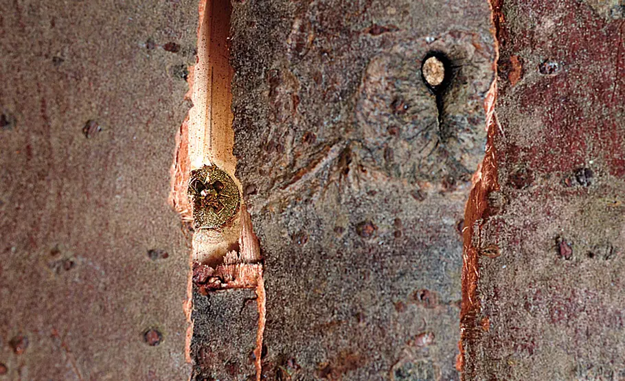 Vogelnistkasten selber bauen Nistkasten selber bauen