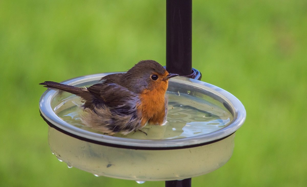 Vogeltränke Balkon