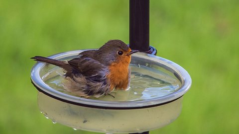 Vogeltränke Balkon - Foto: iStock/HelenL100