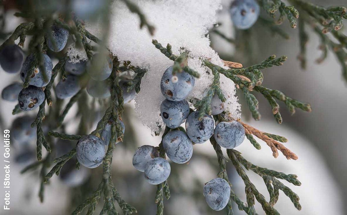 Wacholderbeeren im Schnee