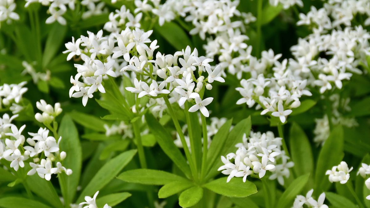 Blühender Waldmeister