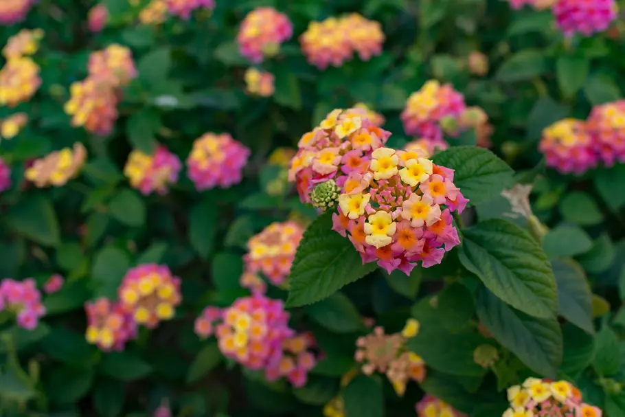 Wandelröschen (Lantana) Wandelröschen (Lantana)