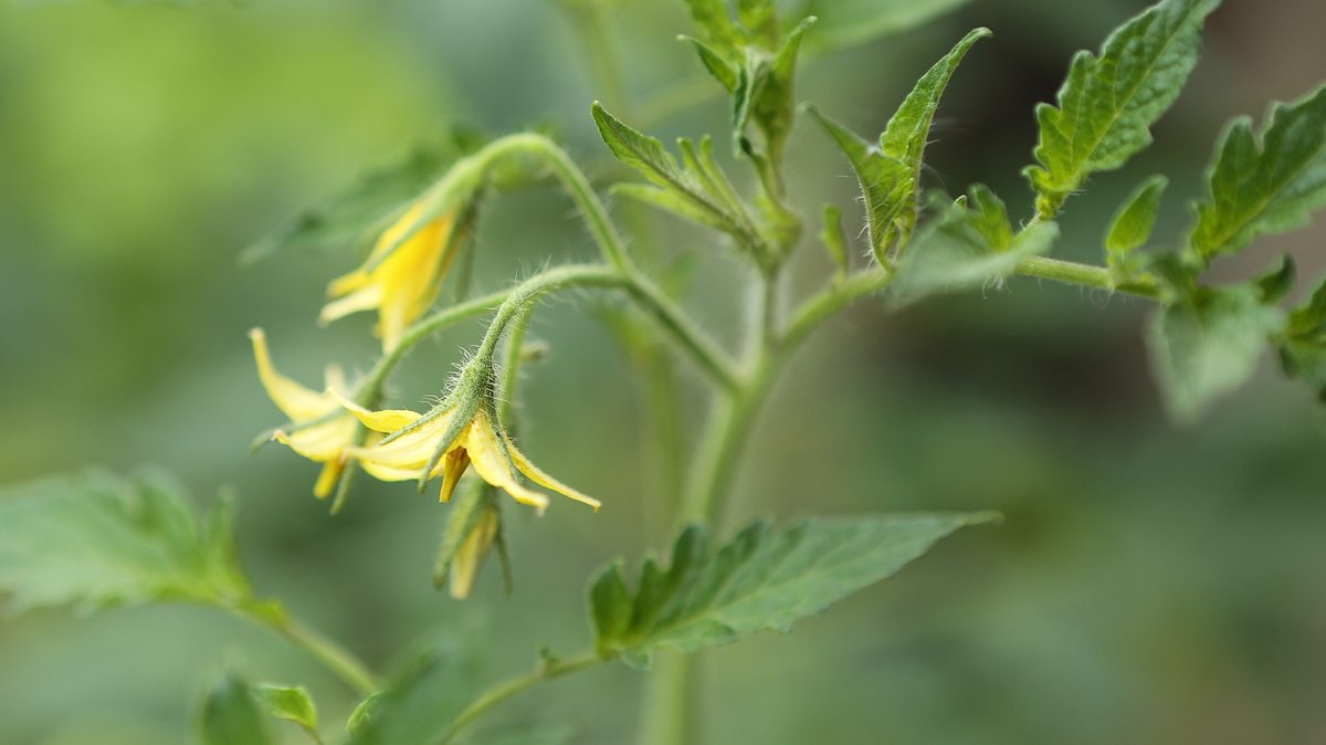 Wann blühen Tomaten