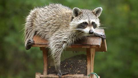 Waschbär im Garten - Foto: iStock / clark42