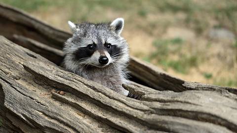 Waschbären - Foto: iStock / Vronja_Photon