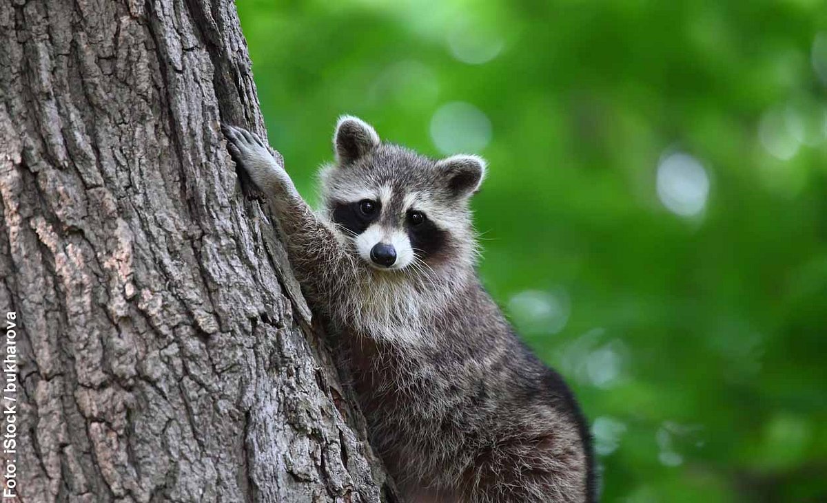 Waschbär klettert an Baum hoch