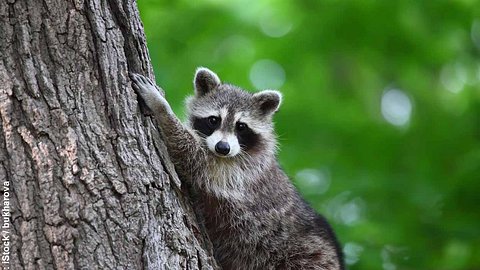 Waschbär klettert an Baum hoch - Foto: iStock / bukharova