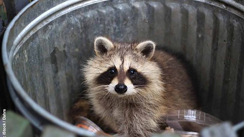 Waschbär in Mülltonne - Foto: iStock / Dahrs