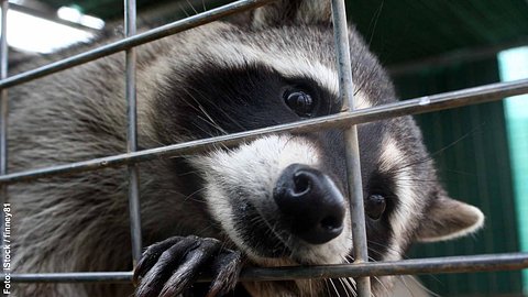 Waschbär schaut aus Falle heraus in die Kamera - Foto: iStock / finney81