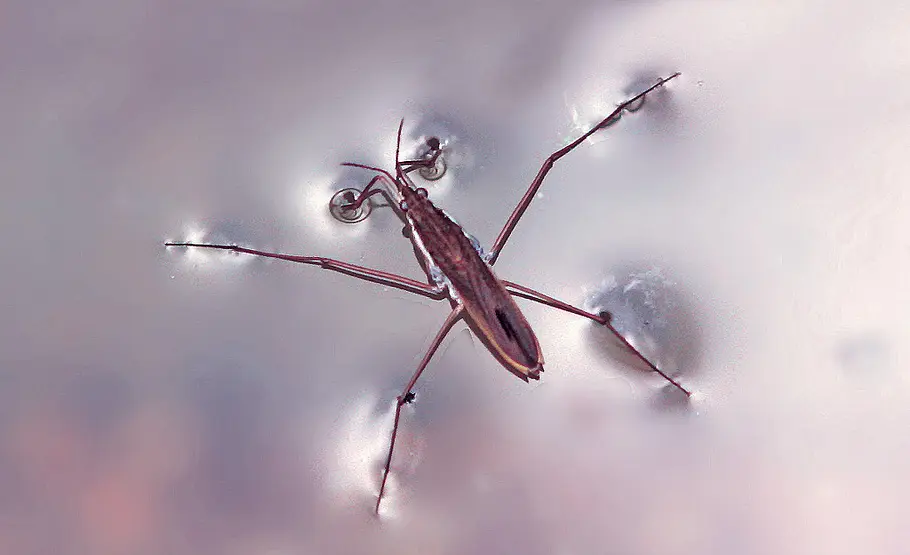 Nützliche Gäste am Gartenteich Wasserläufer