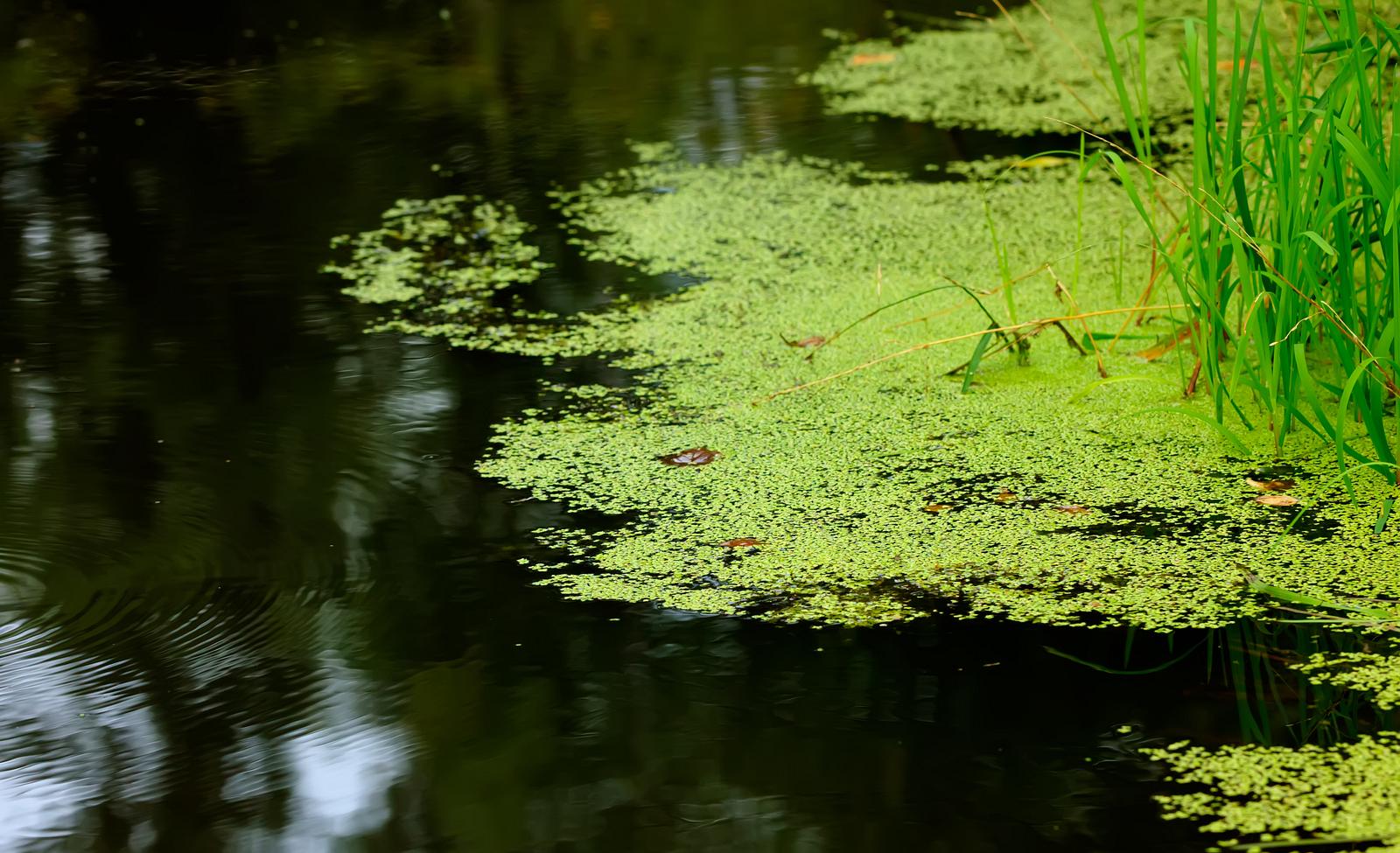 Wasserlinsen Im Teich Gut Oder Schlecht Wasserlinsen | selbst.de