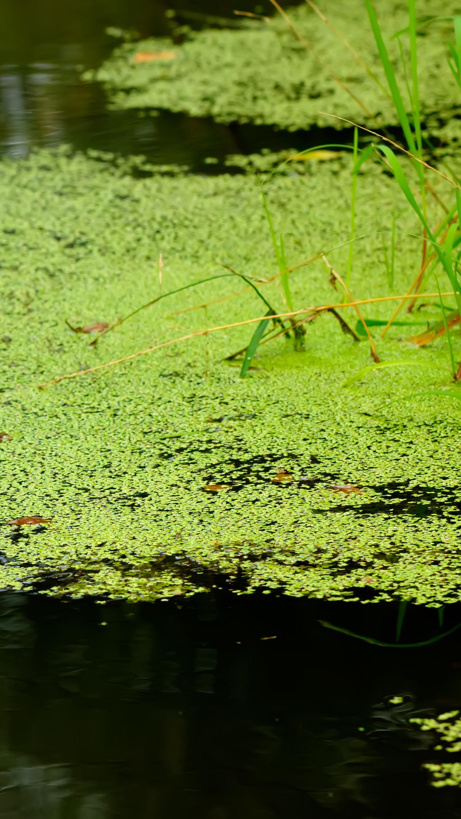 Wasserlinsen | Selbst