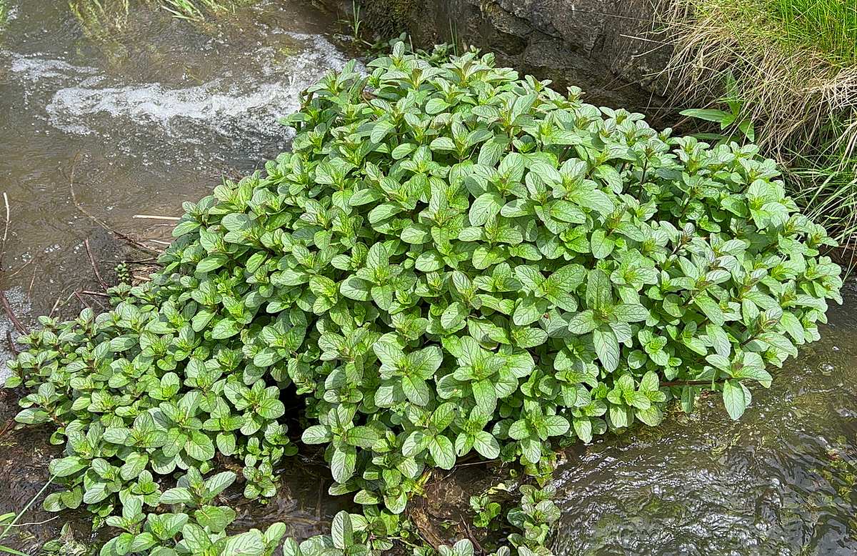 Dicht gedrängte Wasserminze in einem Bachlauf mit großen, grünen Blättern. 