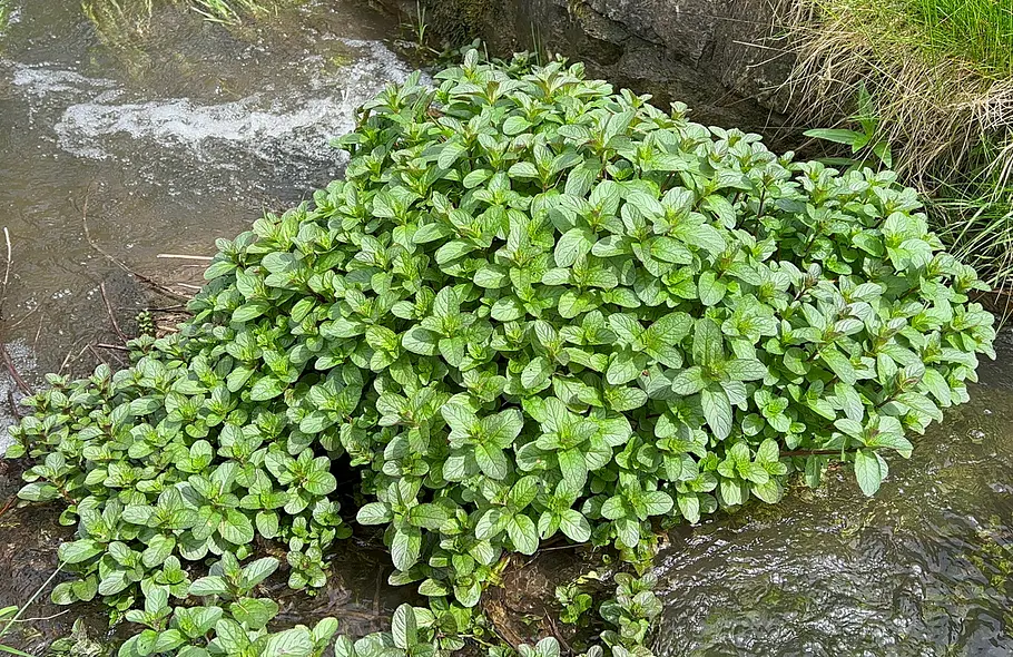 Wasserminze Mentha aquatica Dicht gedrängte Wasserminze in einem Bachlauf mit großen, grünen Blättern.