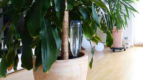 Wasserspeicher für Kübelpflanzen - Foto: sidm / MS