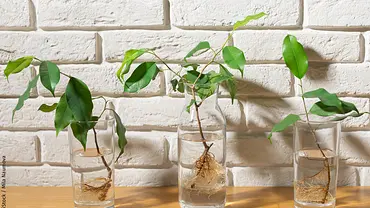 Waterplants - Foto: iStock / Mila Naumova Waterplants - Foto: iStock / Mila Naumova
