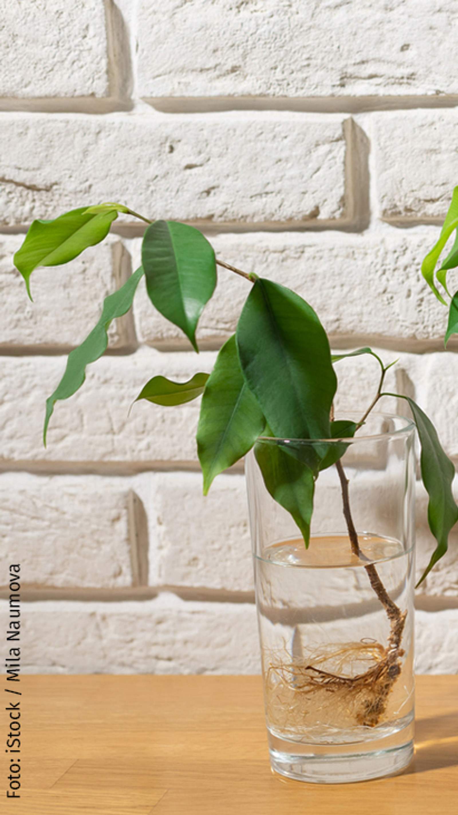 zimmerpflanze mit rosa blättern Caladium 'Lava Glow'