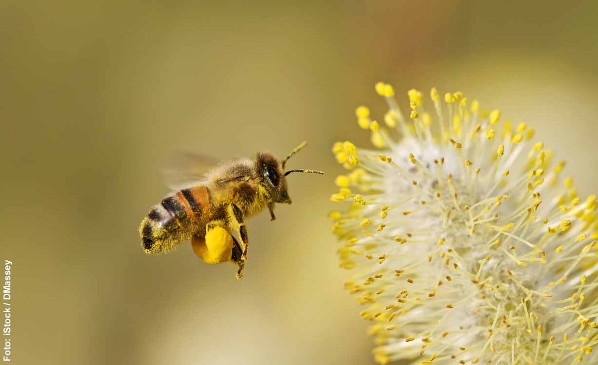 Biene und Weidenkätzchen