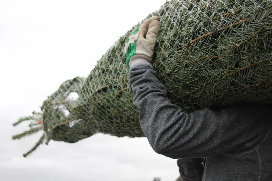 Weihnachtsbaum Alternativen Ein Mann trägt einen Weihnachtsbaum auf der Schulter – welche Alternativen an nachhaltigen Weihnachtsbäumen gibt es?