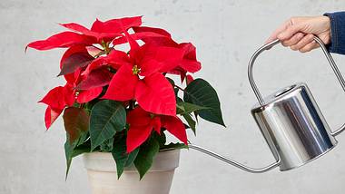 5 Pflege-Tipps: Weihnachtsstern richtig gießen | Weihnachtsstern - Foto: Poinsettia / Stars for Europe