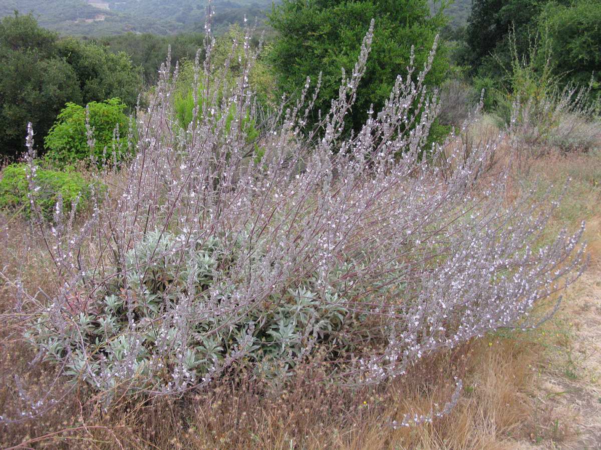 Ein freistehender Weißer Salbei (Salvia apiana) in freier Natur. Großer Halbstrauch mit vielen filigranen weißen Blüten