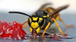 Wespe frisst Gelee - Foto: pixelnest / Shutterstock