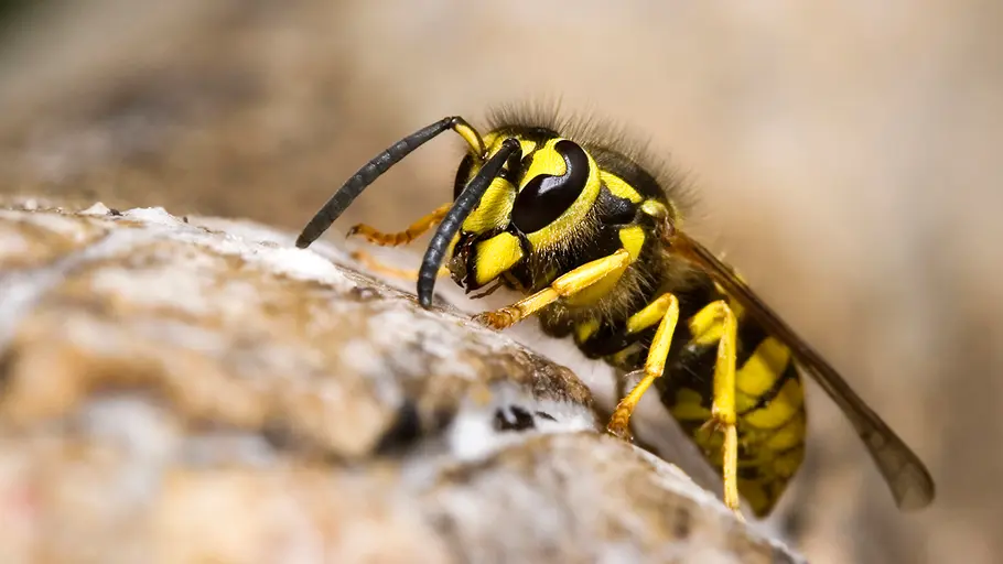 GARTENPRAXIS: Wespen vertreiben