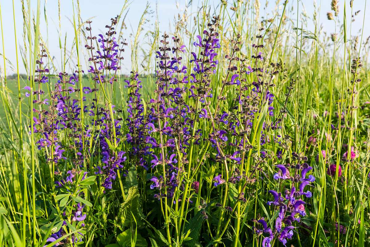 Wild blühender Wiesen Salbei (Salvia pratensis L.) in einer Wiese. Lila Blüten zwischen Grashalmen.