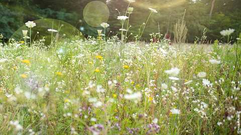 Wiesenkräuter - Foto: iStock/Muenz