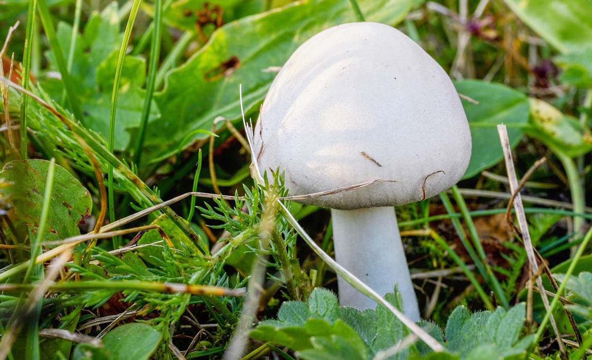 Wiesenchampignon Pilz des Jahres 2018