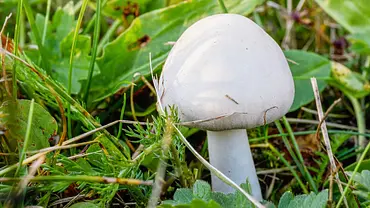 Wiesenchampignon Pilz des Jahres 2018 - Foto: fotoblend / pixabay Wiesenchampignon Pilz des Jahres 2018 - Foto: fotoblend / pixabay