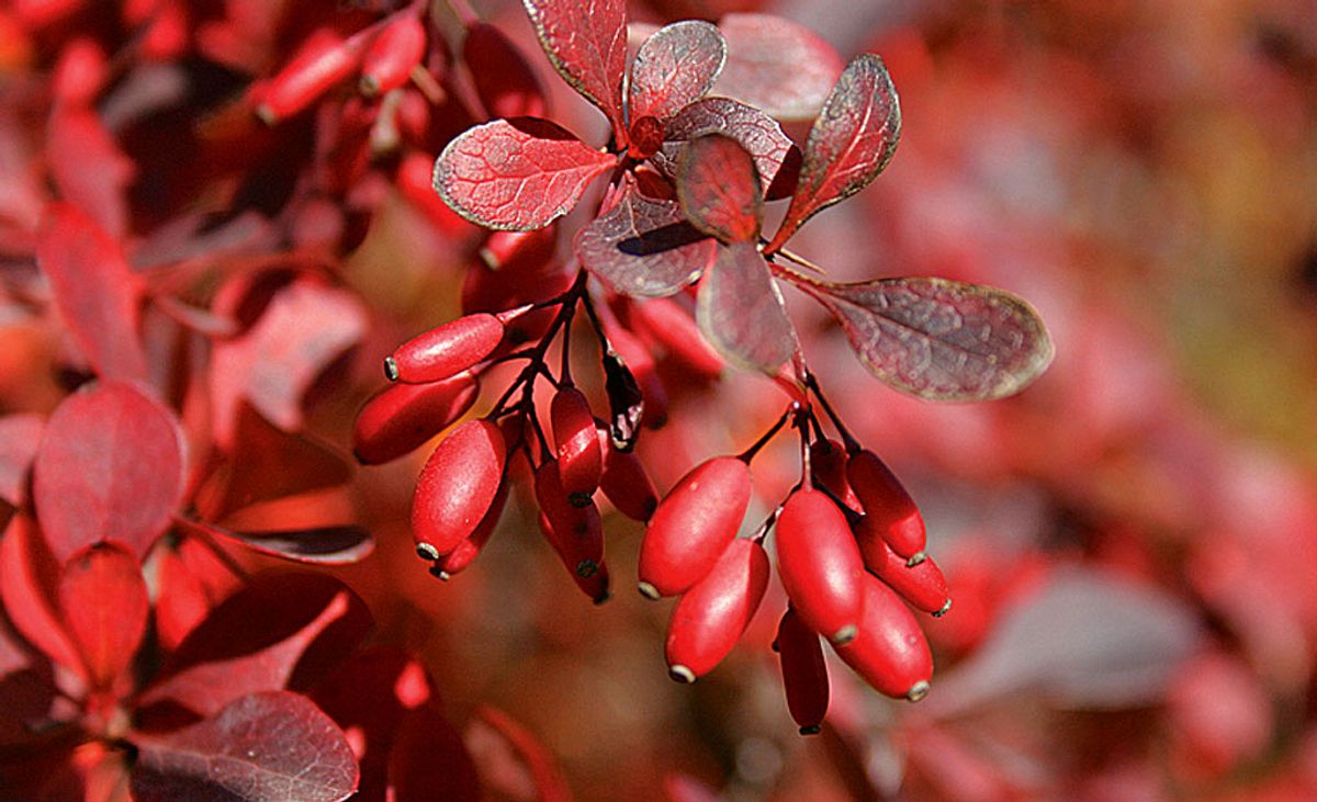 Berberis vulgaris