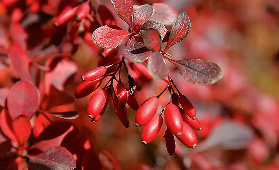 Wildobst: Berberitze Berberis vulgaris