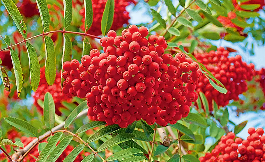 Wildobst: Eberesche Sorbus aucuparia
