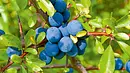 Prunus Spinosa Prunus Spinosa