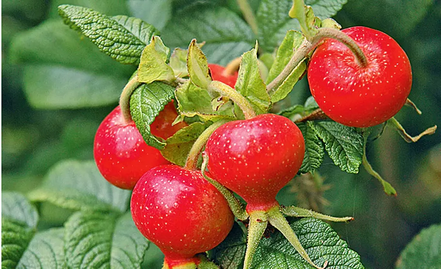 Wildobst: Wildrosen Rosa gallica