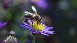 Wildbienen - Foto: Asundemeier / Pixabay