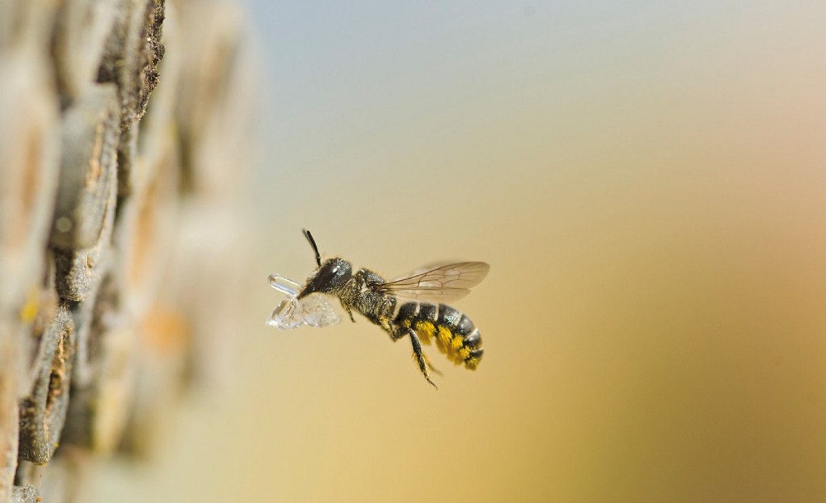 Wildbienen