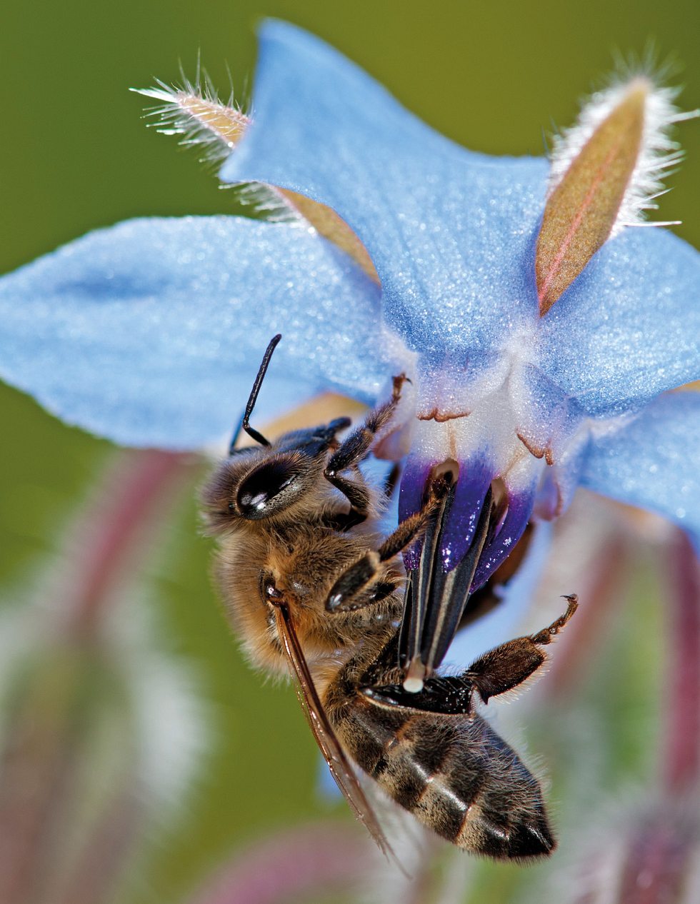 Wildblumenwiese