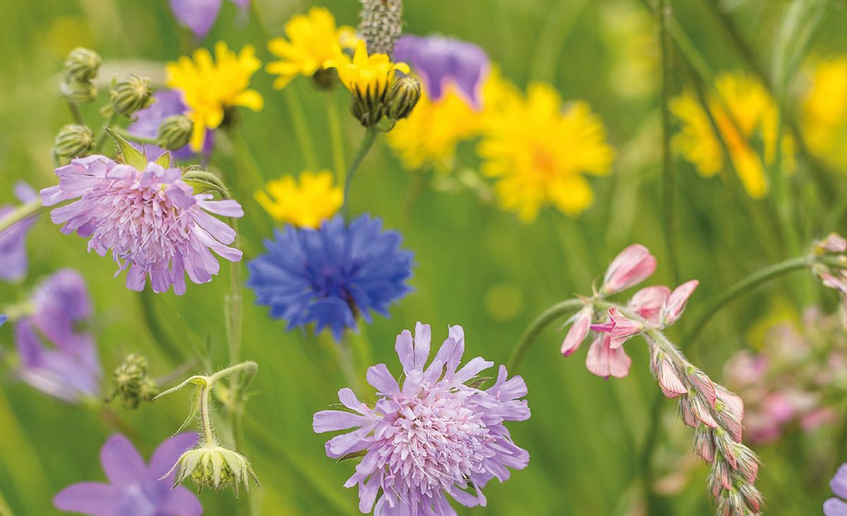 Wildblumenwiese