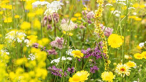 Wildblumenwiese - Foto: Hersteller / Neudorff