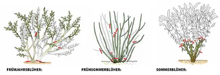 Wildtriebe an Rosen