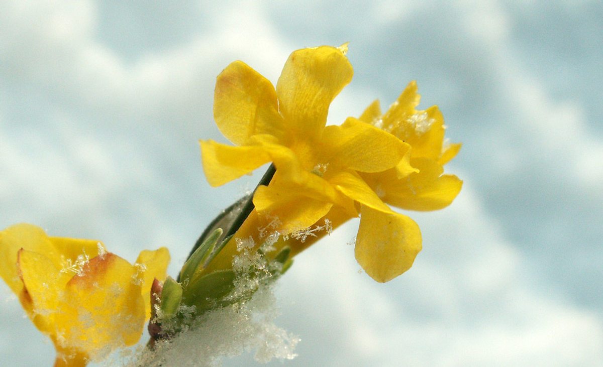 Winter-Jasmin im Schnee