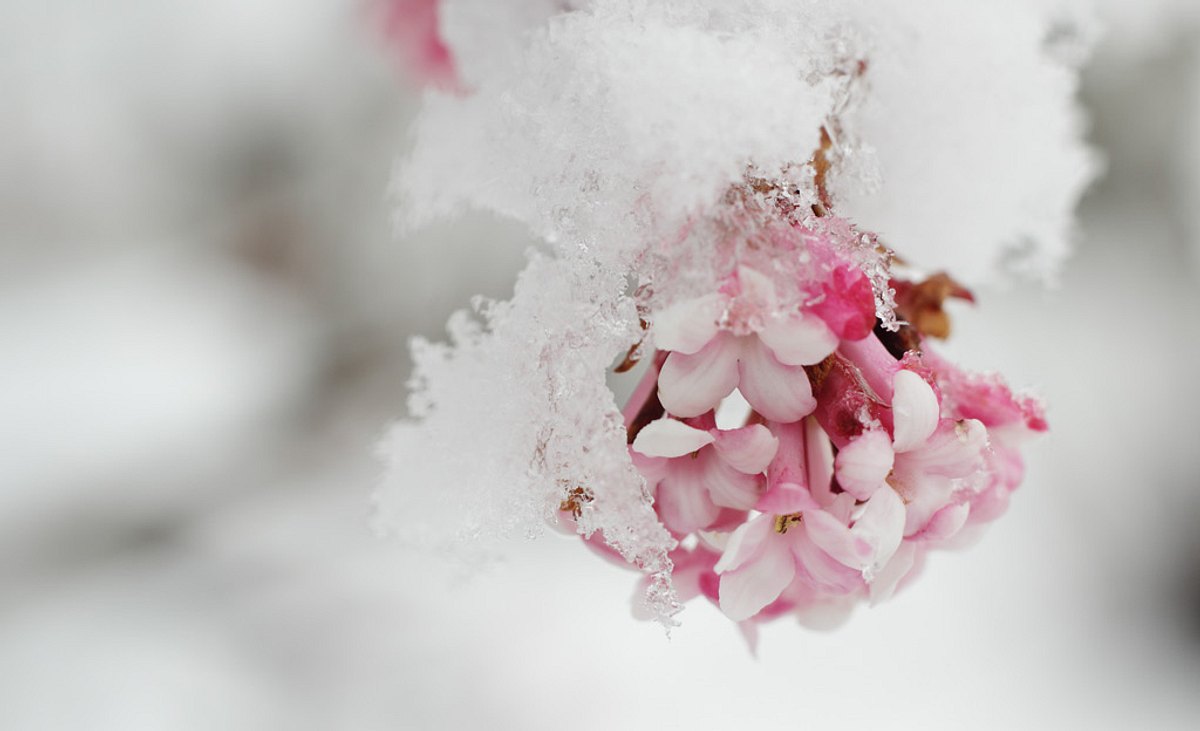 Winter-Schneeball im Schnee