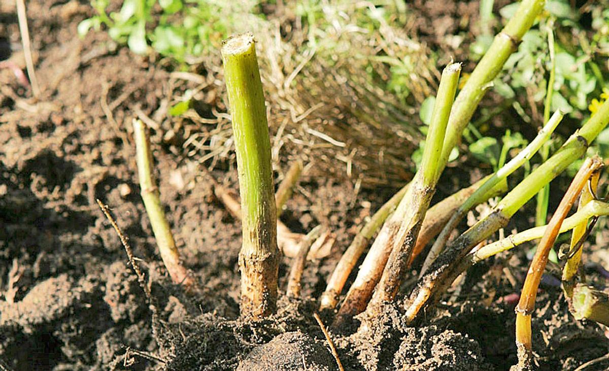 Dahlienknollen überwintern