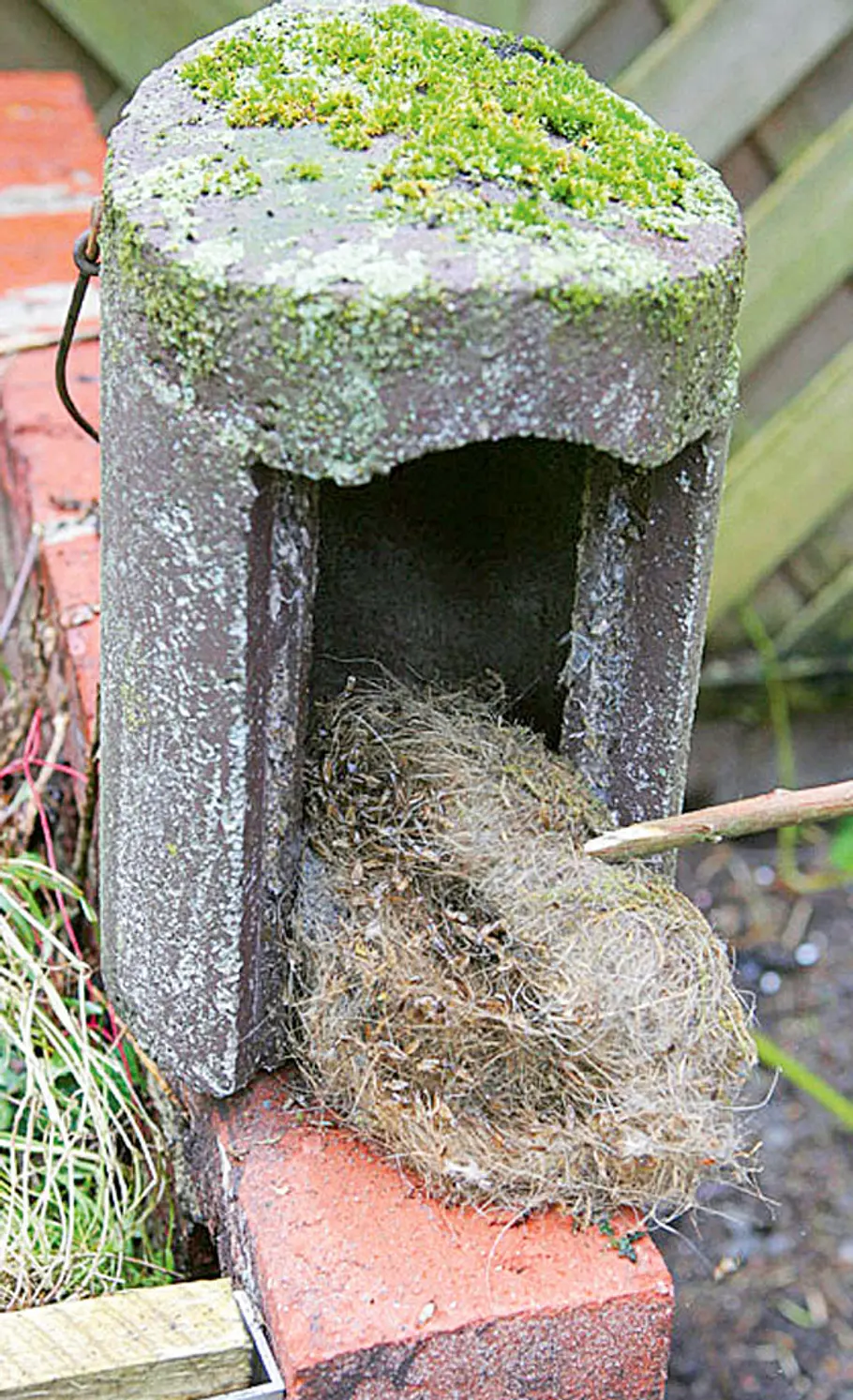 Vogelhäuser putzen